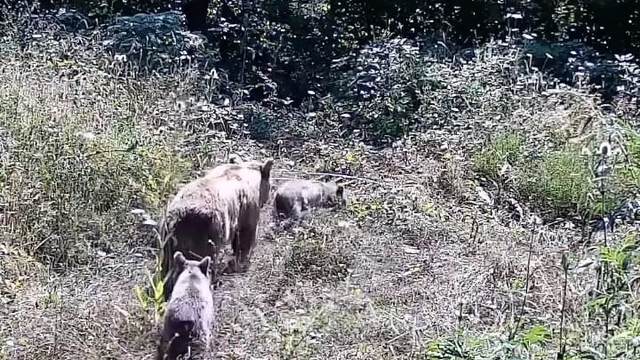 Tarlasına kurduğu fotokapanla yaban hayatını görüntüledi