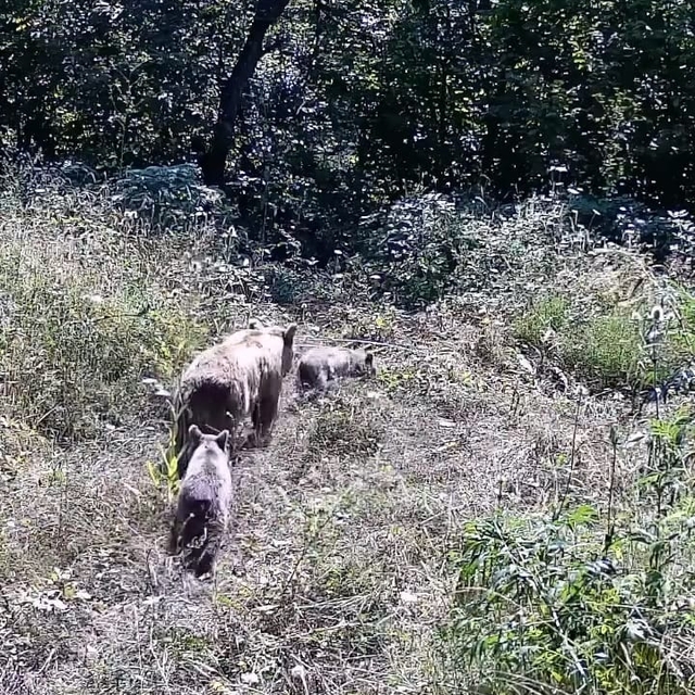 Tarlasına kurduğu fotokapanla yaban hayatını görüntüledi