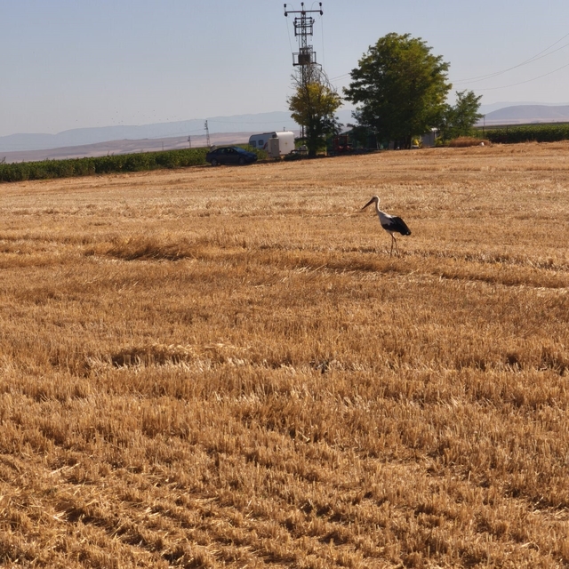 Elektrik akımına kapılan eşinin başından 5 gün ayrılmadı