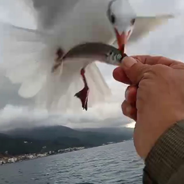 Martılarla balıkçı arasındaki dostluk kamerada