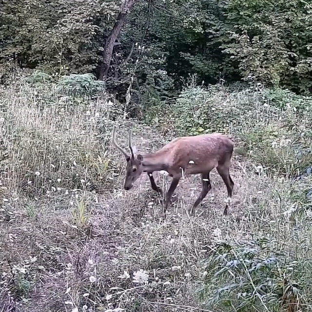 İnegöl'de yaban hayatı fotokapana takıldı
İnegöl kırsalında 3 ayı, 2 kızıl...