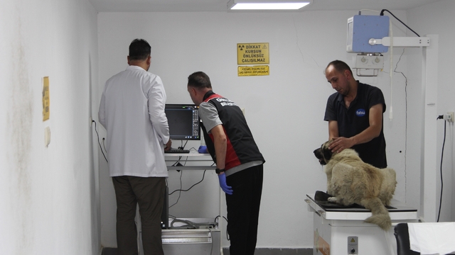 Ciple köpeğin üzerinden geçti; o anlar anlar kamerada (2)