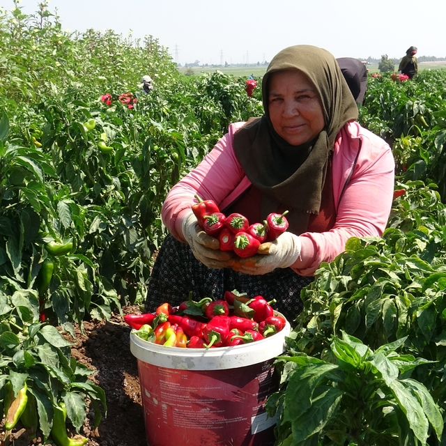 Kavurucu sıcakta acı hasatta çalışan işçiler ellerini yüzlerine süremiyorla...