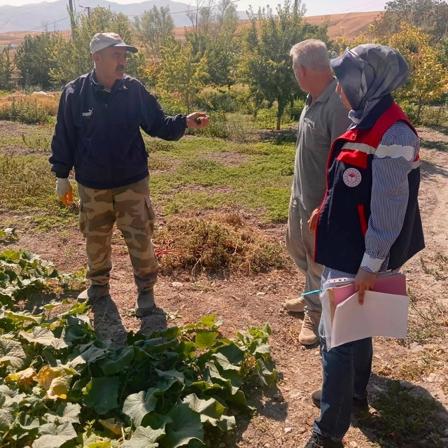 Turşuluk salatalık üretim alanlarında tarım ilacı kontrolleri sürüyor