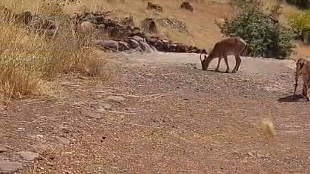 Malatya'da dağ keçileri görüntülendi