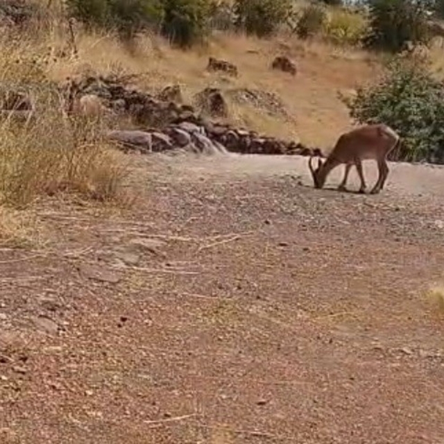 Malatya'da dağ keçileri görüntülendi