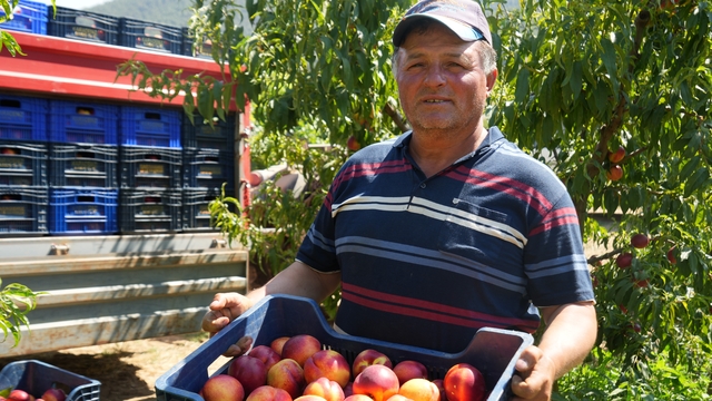 Meyve suyu fabrikaları üreticiden aldıkları ürünün fiyatları iyice dibe vurdu
Nektarin üreticisi Recep Yağcı;
"Marketlerde meyve suyu fiyatları düşmezken, bizde alımlar her sene düşüyor"