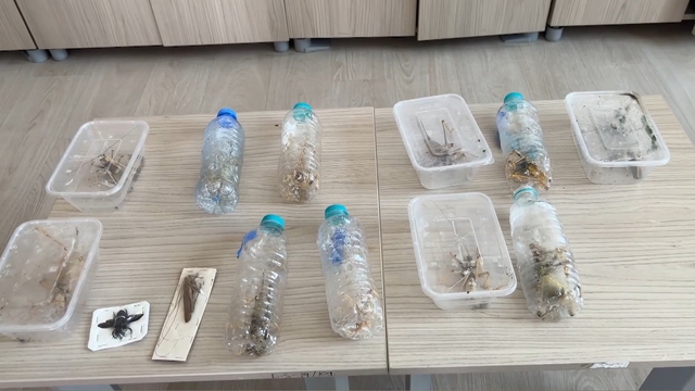 Yabancıların canlı çekirge toplarken yakalanmasına, uzmandan 'genetik çalışma' uyarısı