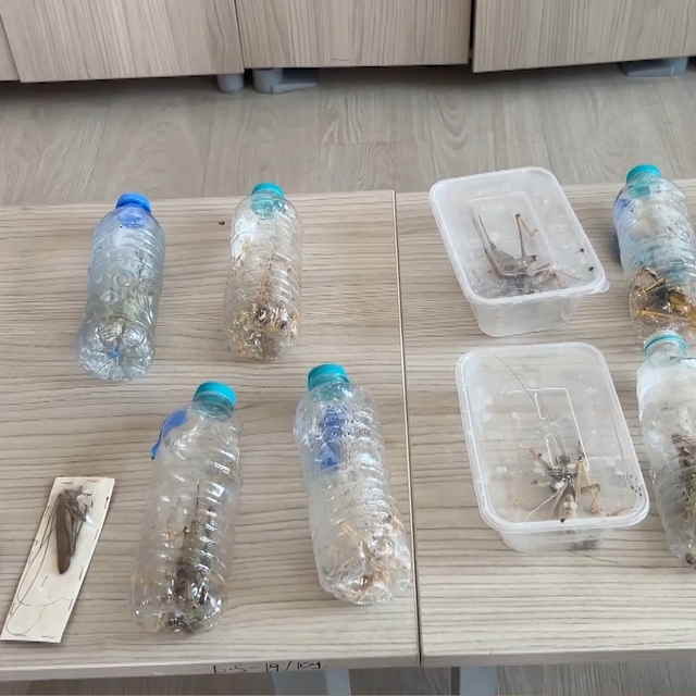 Yabancıların canlı çekirge toplarken yakalanmasına, uzmandan 'genetik çalış...