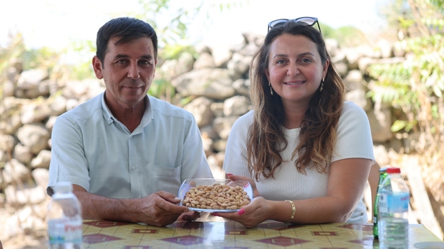 Yuntdağı'nda fıstık hasadı için geri sayım başladı