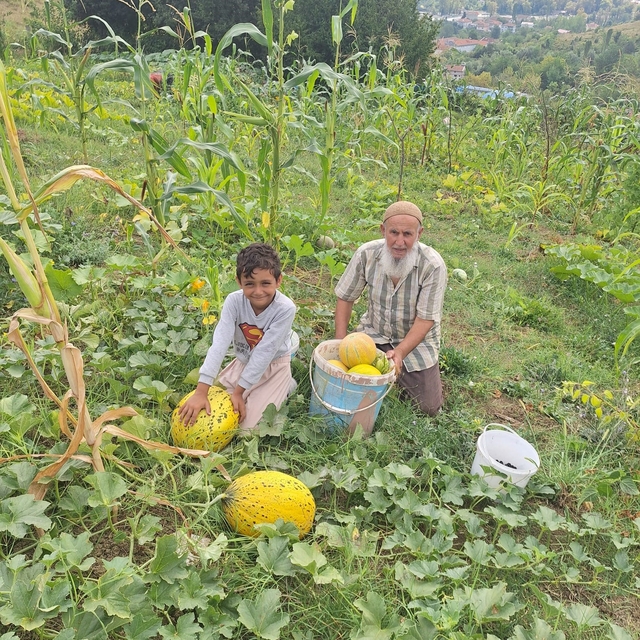 Türkeli'de küçük üretim, büyük ürün verdi