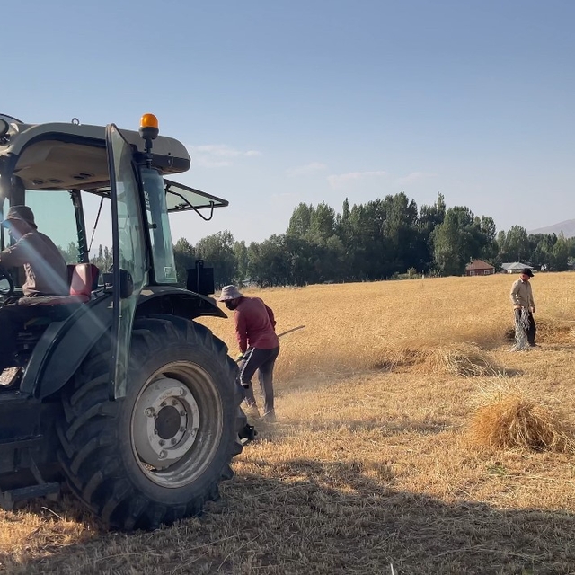 Yüksekova'da asırlık gelenek: İmece usulü hasat dönemi devam ediyor