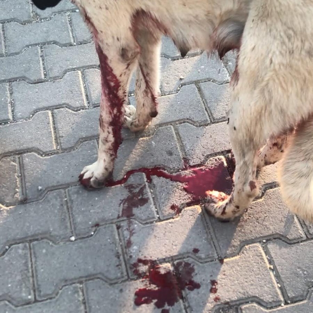 Köpeği yaralayıp, yavrusunu öldüren şüpheliye ev hapsi