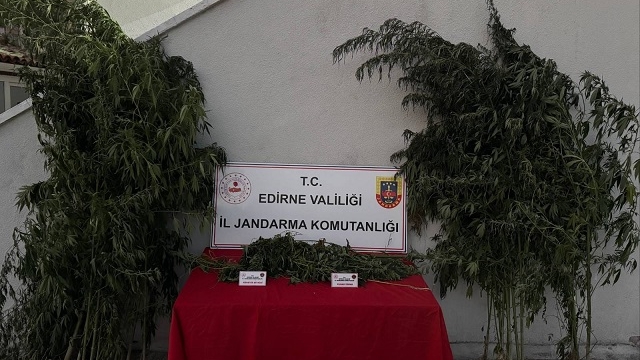 Kamu arazisinde Hint keneviri yetiştiren şüpheli tutuklandı