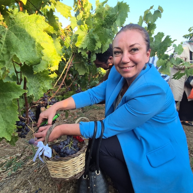 Tekirdağ'da "14. Bağ Bozumu Şenliği" coşkusu