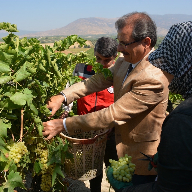 Kaymakam Güldoğan bağa girip üzüm kesti