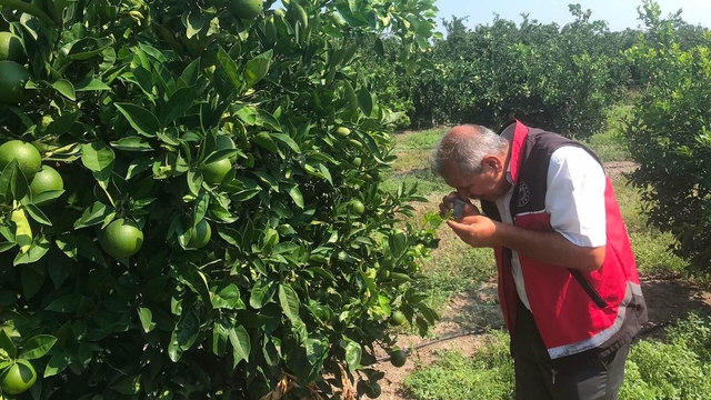 Erzin'de narenciye bahçelerinde hastalık denetimi yapıldı