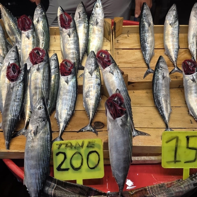 Eylül ayında palamuta doyacağız
Denizlerde palamut hareketliliği balıkçılar...