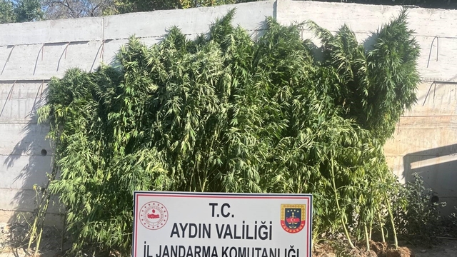 Efeler'de ikamette 250 kök kenevir ele geçirildi