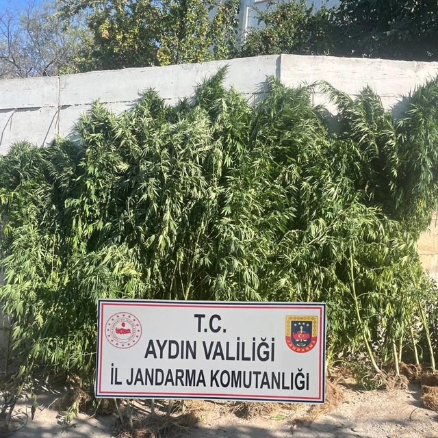 Efeler'de ikamette 250 kök kenevir ele geçirildi