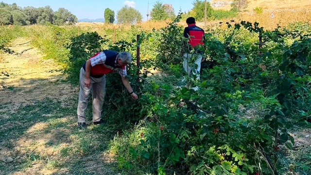 Dumlupınar Selkisaray Köyü'nde böğürtlen üretim alanı kontrol edildi