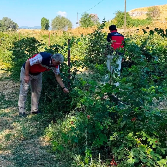 Dumlupınar Selkisaray Köyü'nde böğürtlen üretim alanı kontrol edildi