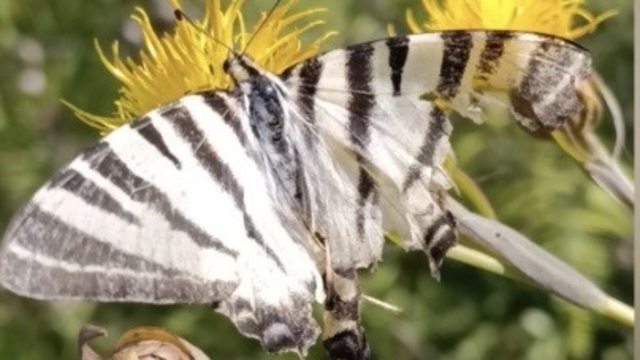 Osmaniye'de zebra kırlangıç kuyruklu kelebek görüntülendi