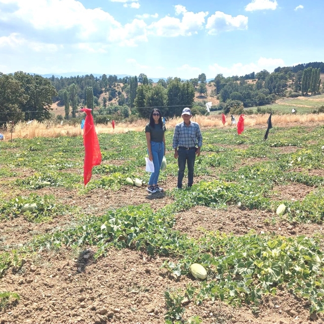 Emet Göncek köyünde organik kavun üretim alanları denetlendi