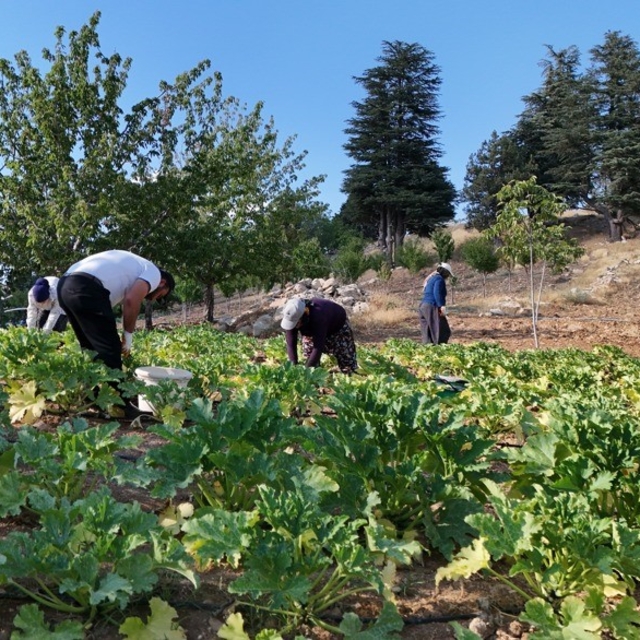 Deprem sonrası hayatını yeniden inşa etti, köyüne döndü: Şimdi kabak yetişt...