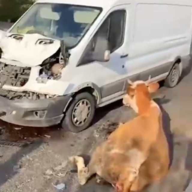 Minibüsün çarptığı inekler son anda kesildi