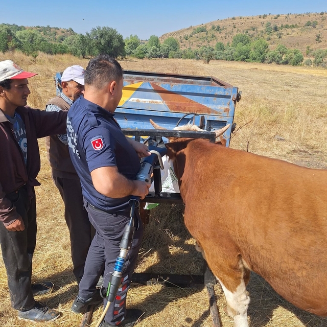 Bolu'da ineğin kafası tarım aletine sıkıştı