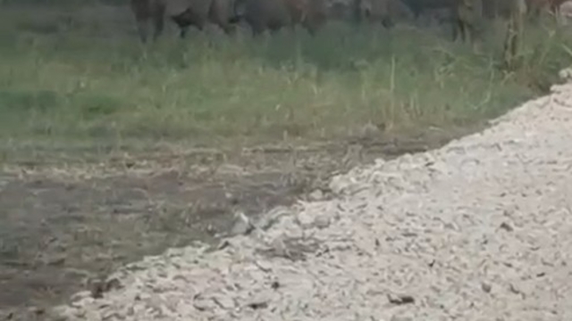 İznik Gölü sahil yoluna inen yaban domuzu sürüsü kamerada