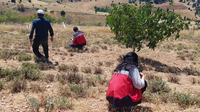 Hisarcık Karbasan köyünde organik adaçayı üretim alanları denetlendi