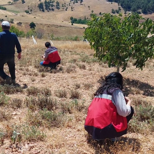 Hisarcık Karbasan köyünde organik adaçayı üretim alanları denetlendi