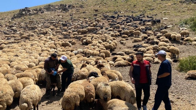 Şırnak'ta veteriner hekimlerden yaylalarda sağlık taraması ve eğitim seferberliği