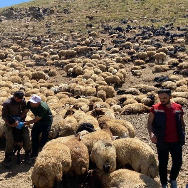 Şırnak'ta veteriner hekimlerden yaylalarda sağlık taraması ve eğitim seferb...
