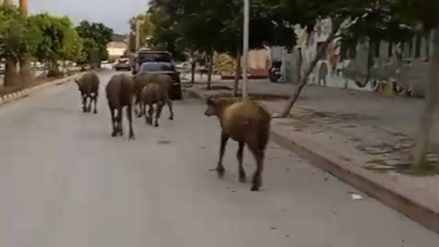 Hatay'da başıboş anguslar yola çıktı; görenler şaşırdı