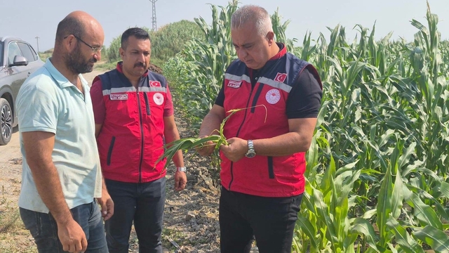 Antakya'da mısır hasadı devam ediyor