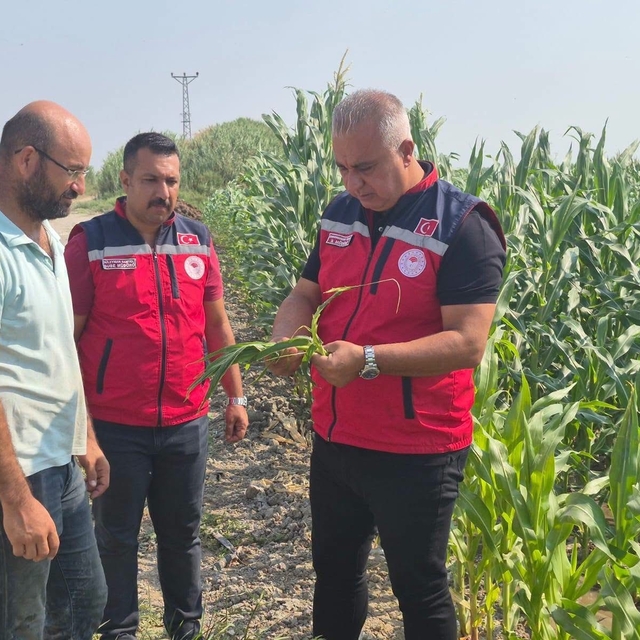 Antakya'da mısır hasadı devam ediyor