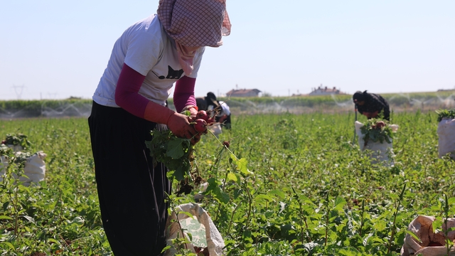 Su tüketimi düşük, hasadı erken
Konya Ovası'nda 45 günde sofraya gelen kırmızı turp mesaisi başladı