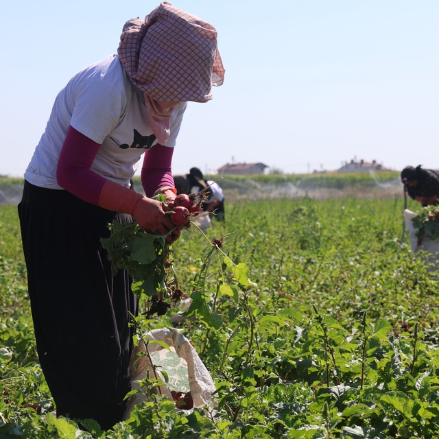 Su tüketimi düşük, hasadı erken
Konya Ovası'nda 45 günde sofraya gelen kırm...