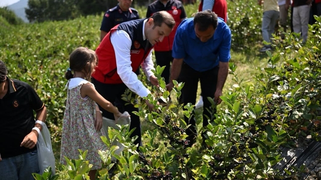Andırın'da aronya hasadı