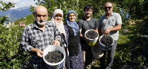 Gümüşhane'de aronya bereketi: 75 ton rekolte bekleniyor
