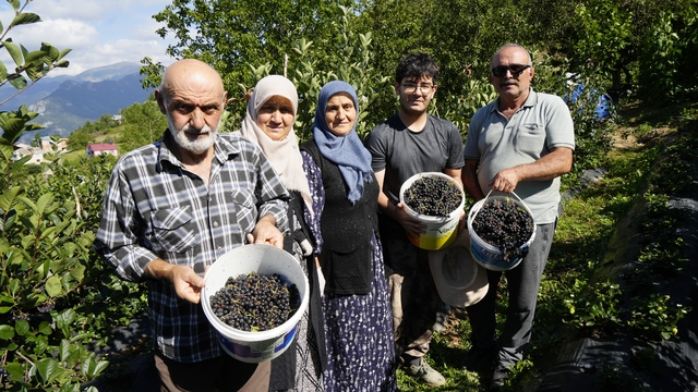 Gümüşhane'de aronya bereketi: 75 ton rekolte bekleniyor
