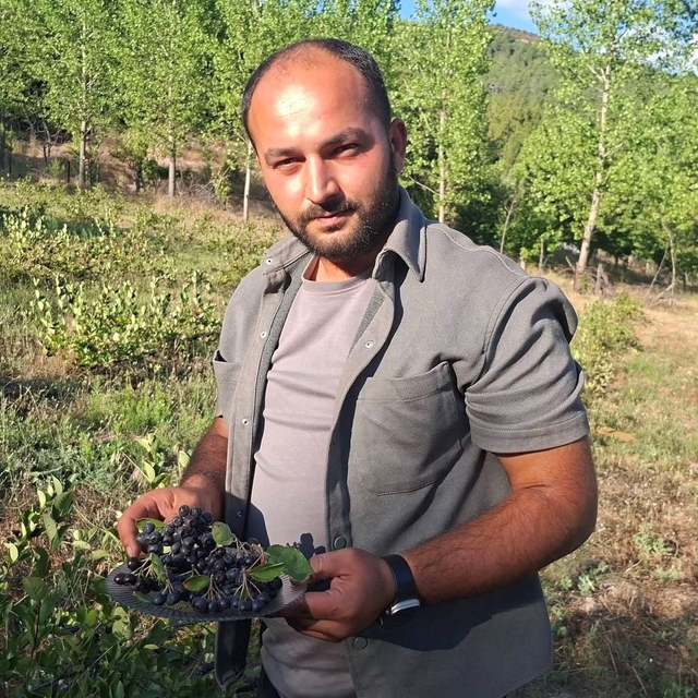 Hisarcık'ta aronya hasadı başladı