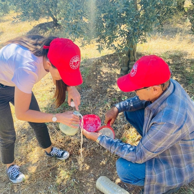 Salihli'de 'zeytin sineği' uyarısı