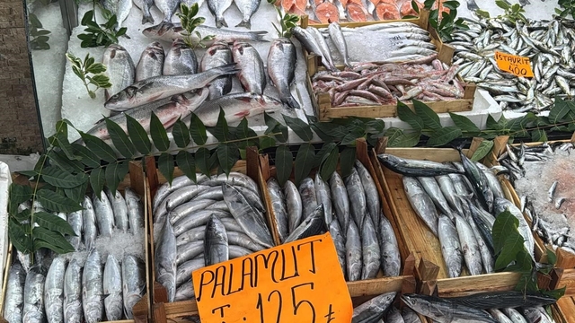 Tezgahta Palamut bolluğu
Tanesi 125 liradan satılıyor
