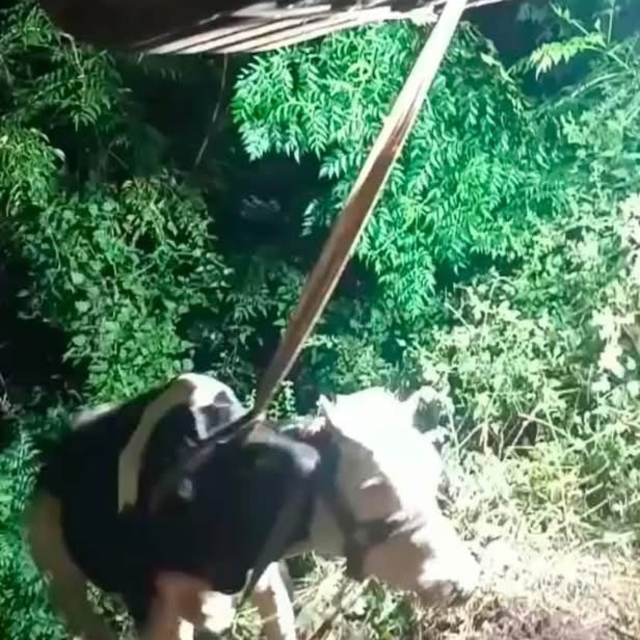 İskenderun'da uçurumdan düşen inek iş makinesiyle kurtarıldı
