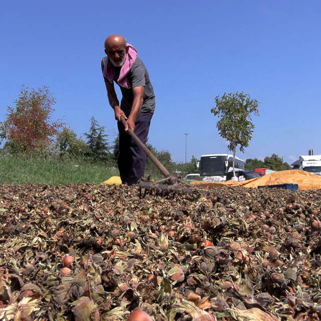 Sahil yolu kenarında fındık kurutma mesaisi