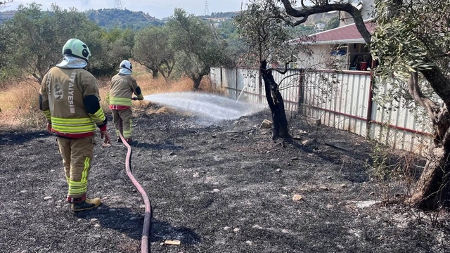 Defne'de zeytinlik alanda yangın yaşandı